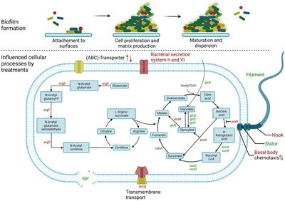 Natural phenolic compounds as biofilm inhibitors of multidrug-resistant Escherichia coli – the role of similar biological processes despite structural diversity